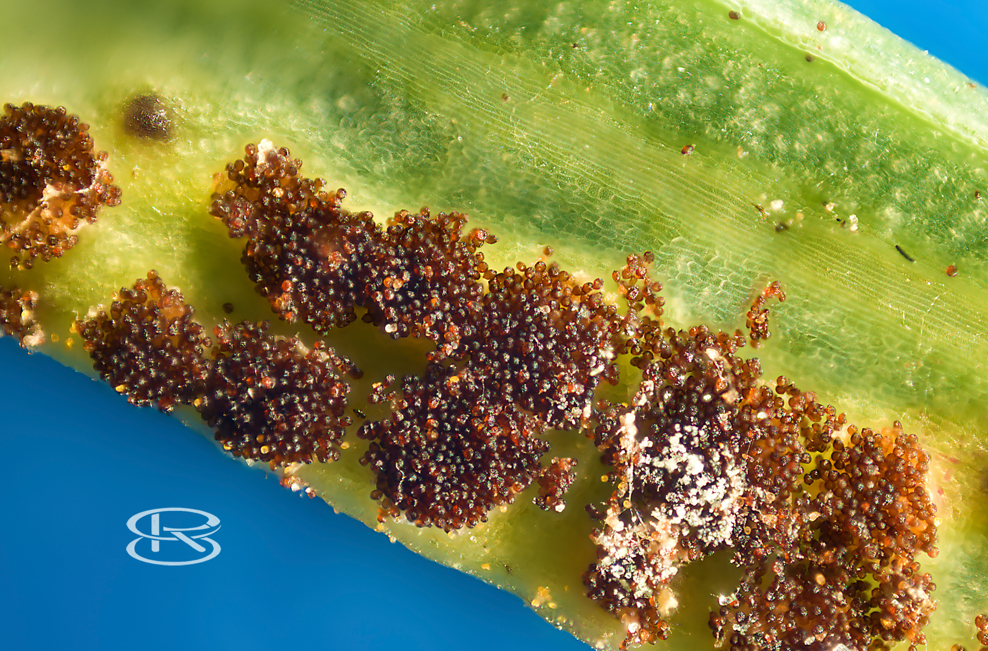 Erbsenrost auf Zypressenwolfsmilch